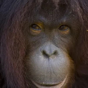 Orangutan {Pong pygmaeus} portrait, Sungai Kinabatangan, Sabah, Borneo, Malaysia Orangutan {Pong pygmaeus} portrait, Sungai Kinabatangan, Sabah, Borneo, Malaysia
