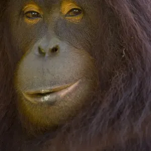 Orangutan Portrait Print Orangutan Portrait Print