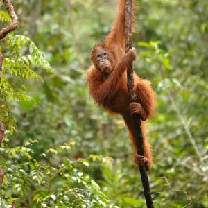 Orangutan {Pongo pygmaeus} adult climbing vine, Rehabilitation sanctuary, Tanjung