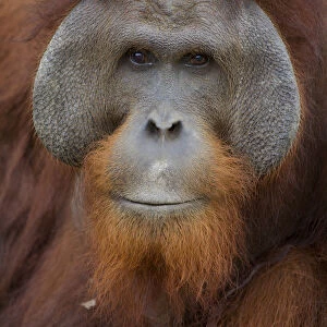 Orangutan (Pongo pygmaeus) adult male, Nyaru Menteng Orangutan Reintroduction Project