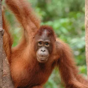 Orangutan Print - Adult in Tree, Rehabilitation Sanctuary Orangutan Print - Adult in Tree, Rehabilitation Sanctuary