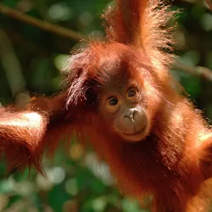 Orangutan {Pongo pygmaeus} baby swinging in the trees, Rehabilitation sanctuary