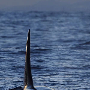 Orca / Killer whale (Orcinus orca) surfacing, showing dorsal fin from the front, Senja