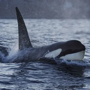 Orca Print, Senja Island, Norway Orca Print, Senja Island, Norway