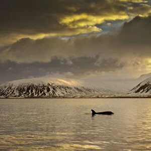 Orca (Orcinus orca) swimming in sea surrounded by mountains at sunset, Iceland, January
