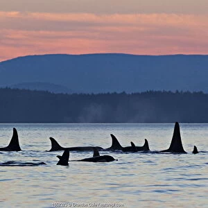 Orca whales (Orcinus orca), group of resident killer whales travelling together at dusk