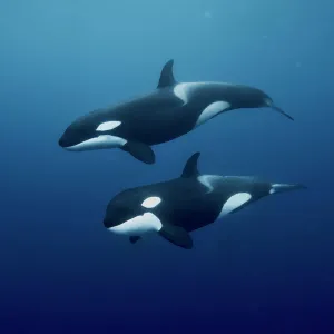 Orcas / killer whales (Orcinus orca) swimming in open water, Three Kings Islands, New Zealand