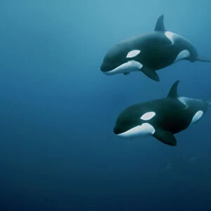 Orcas / killer whales (Orcinus orca) swimming in open water, Three Kings Islands, New Zealand