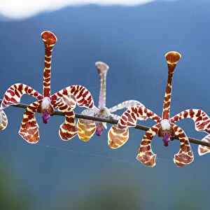 Orchid (Arachnis flosaeris) in flower, hotel garden, Ranomafana, Madagascar, Africa
