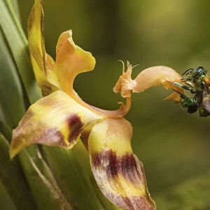 Orchid bee (Euglossa sp. ) visiting an orchid in cloud forest, Choco region