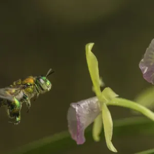 Orchid bee (Euglossa sp. ) visits an orchid in cloud forest, Choco region Orchid bee (Euglossa sp. ) visits an orchid in cloud forest, Choco region