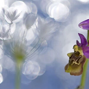 Orchid (Ophrys apulica) flower abstract, Vieste, Gargano National Park, Gargano Peninsula