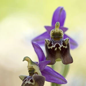 Orchid (Ophrys apulica) in flower, Vieste, Gargano National Park, Gargano Peninsula