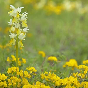 Orchid (Orchis pauciflora) flowering in meadow, Apennine Mountains, Italy, May