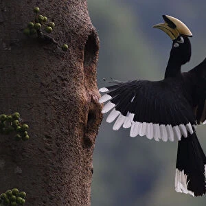 Oriental Pied hornbill (Anthracoceros albirostris) male landing at nest hole, Tongbiguan