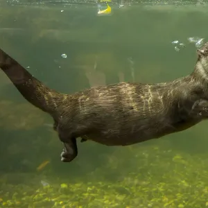 Captive Oriental small clawed otter underwater print Captive Oriental small clawed otter underwater print