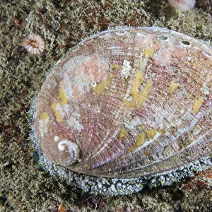 Ormer (Haliotis tuberculata). Channel Islands, UK, July
