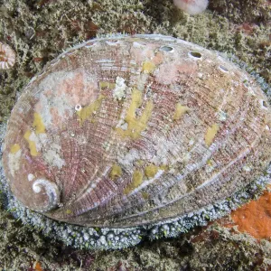 Ormer (Haliotis tuberculata). Channel Islands, UK, July Ormer (Haliotis tuberculata). Channel Islands, UK, July