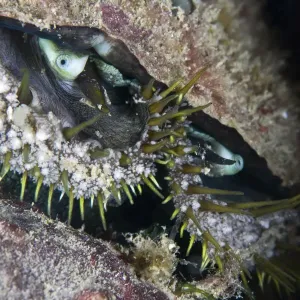 Ormer (Haliotis tuberculata). Isole del Canale, Regno Unito, agosto. Ormer (Haliotis tuberculata). Isole del Canale, Regno Unito, agosto.