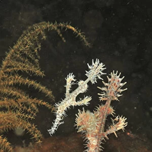 Ornate ghost pipefish (Solenostomus paradoxus), pair feeding near sea floor