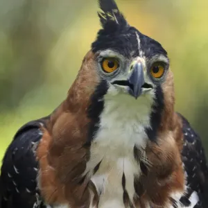 Ornate Hawk-Eagle Head Print, French Guiana Ornate Hawk-Eagle Head Print, French Guiana
