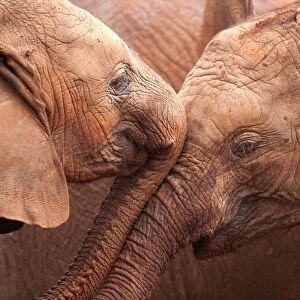 Two orphan baby Elephants (Loxodonta africana) being affectionate