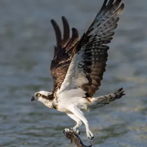 Osprey Print: Bird carrying fish above river in Taipei, Taiwan Osprey Print: Bird carrying fish above river in Taipei, Taiwan