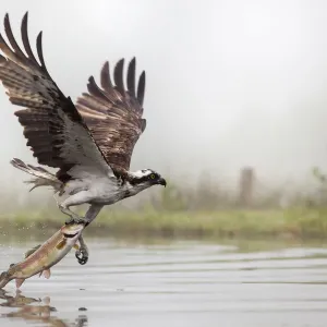 Osprey (Pandion haliaetus) catching trout, Rothiemurchus estate, Cairngorms, Scotland