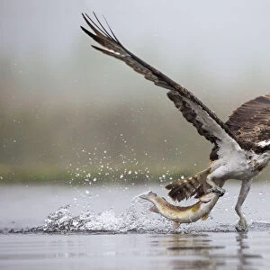 Osprey (Pandion haliaetus) catching trout, Rothiemurchus estate, Cairngorms, Scotland