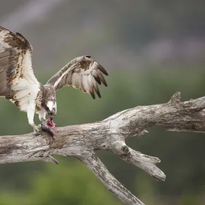 Osprey (Pandion haliaetus) eating fish prey, Cairngorms National Park, Scotland, UK, July