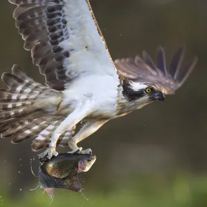 Osprey (pandion haliaetus) with fish prey, Cairngorms National Park, Scotland, UK, May