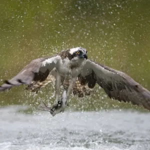 Osprey (Pandion haliaetus) fishing, Kangasala, Finland, August 2009 Osprey (Pandion haliaetus) fishing, Kangasala, Finland, August 2009