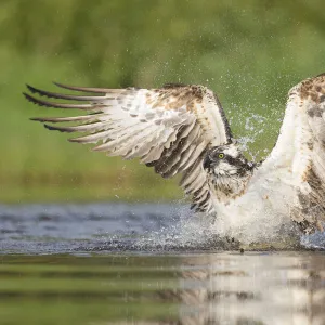 Osprey (Pandion haliaetus) fishing. Rothiemurchus, Cairngorms National Park, Scotland, UK