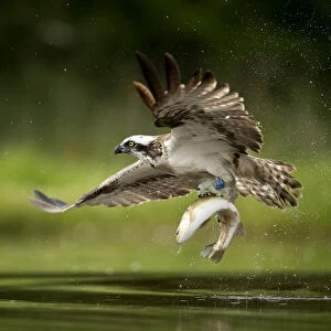 Osprey (Pandion haliaetus) in flight catching a fish, Finland, July