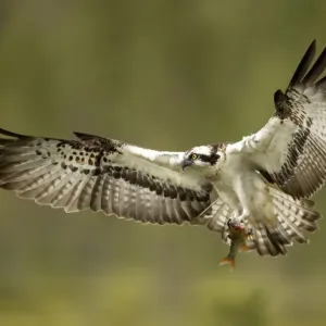 Aalschwalbe (Pandion haliaetus) im Flug mit einem Fisch, Finnland, Juli Aalschwalbe (Pandion haliaetus) im Flug mit einem Fisch, Finnland, Juli