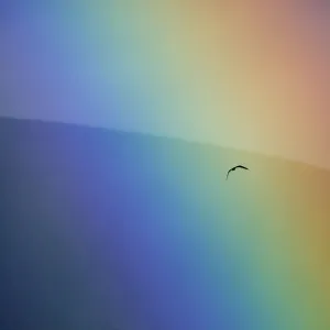 Osprey (Pandion haliaetus) flying through a rainbow. Aviemore, Scotland, July