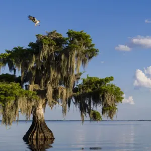 Osprey Landing Print: A Bald Cypress Tree with Spanish Moss