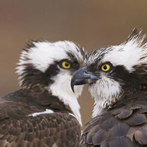Osprey (Pandion haliaetus) male and female head to head at nest, just before mating