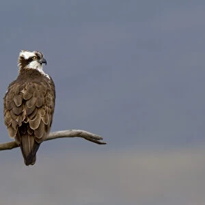 Osprey (Pandion haliaetus) male (Monty) perched
