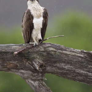 Osprey (Pandion haliaetus) perched on branch, holding stick in its foot, Cairngorms National Park