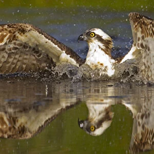 Osprey (Pandion haliaetus) at surface of a loch after diving for a fish, Cairngorms National Park