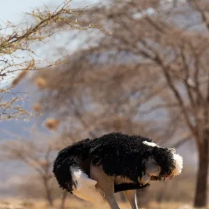 Ostrich (Struthio camelus) male preening, looking headless, Samburu Reserve, Kenya