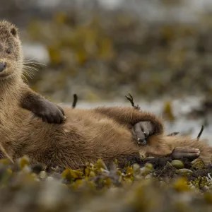 Aquatics Photo Mug Collection: Otters