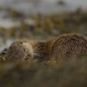 Otter (Lutra lutra) female rolling around in seaweed, Mull, Scotland, England, UK