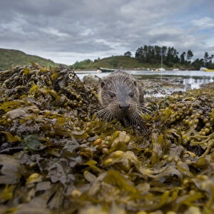 Otter (Lutra lutra) portrait on shore with boats in background. Argyll, Scotland, UK, August