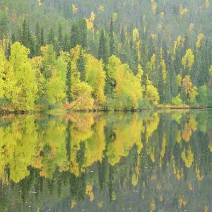 Oulanka River, Finland, September 2008. Woodland predominantly Spruce (Picea abies) and Silver Birch (Betula verrucosa) Oulanka River, Finland, September 2008. Woodland predominantly Spruce (Picea abies) and Silver Birch (Betula verrucosa)
