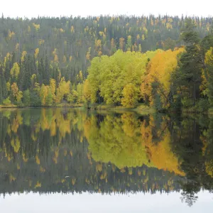 Oulanka River, Finland, September 2008. Woodland predominantly Spruce (Picea abies)