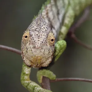 Oustalets chameleon pursuing prey {Furcifer oustaleti} Berenty NP, Madagascar Oustalets chameleon pursuing prey {Furcifer oustaleti} Berenty NP, Madagascar