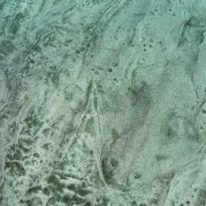 Outline of an Angelshark (Squatina squatina) buried in the sand. Gran Canaria, Canary Islands