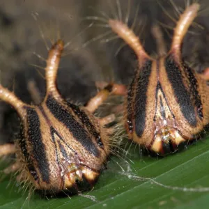 Owl Butterfly (Caligo memnon) caterpillar heads, Costa Rica